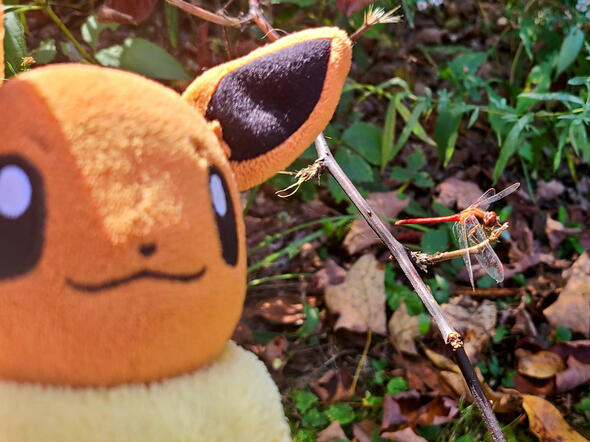 Eevee spots a dragonfly - an Autumn Meadowhawk!